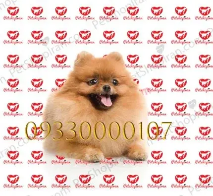 عکس سگ پامر فیک