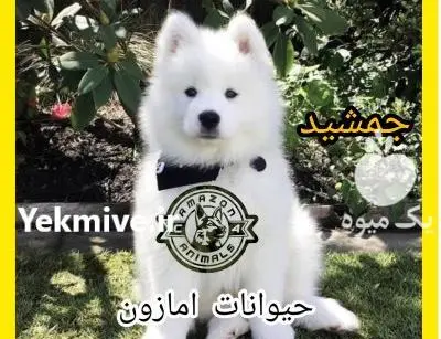 عکس سگ پاکوتاه فروشی