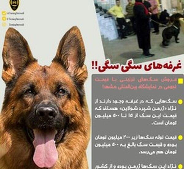 عکس سگ پاکوتاه فروشی