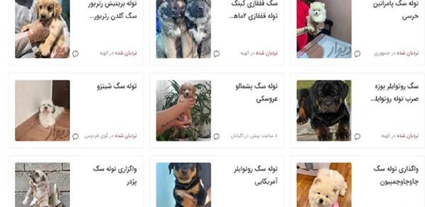 عکس سگ پاکوتاه فروشی