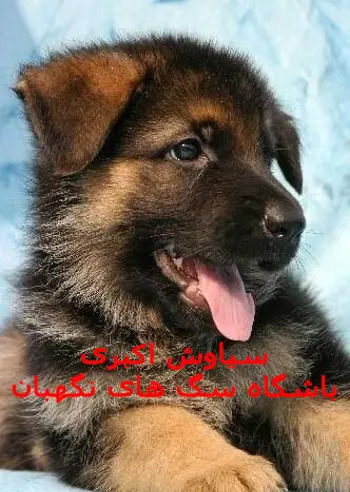 عکس سگ پاکوتاه فروشی