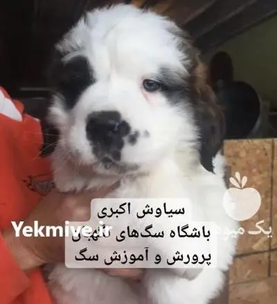 عکس سگ هاسکی غول پیکر