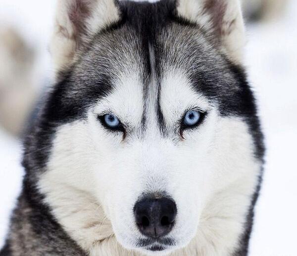 عکس سگ هاسکی غول پیکر