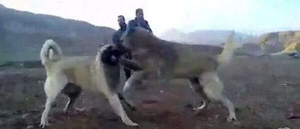 عکس سگ قفقازی سیاه