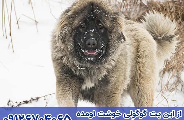 عکس سگ قفقازی بزرگ