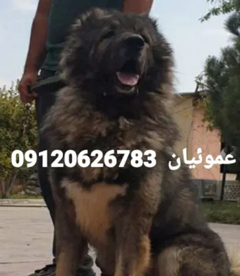 عکس سگ فنجونی پشمالو
