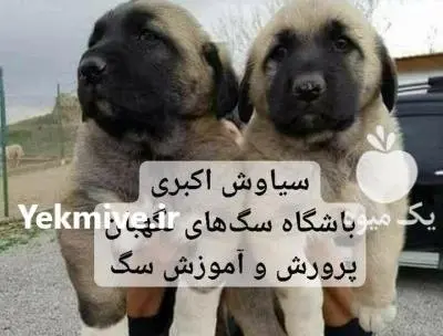 عکس سگ قفقازی توله