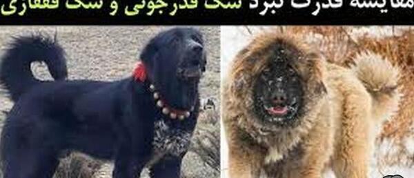 عکس سگ قفقازی خرسی