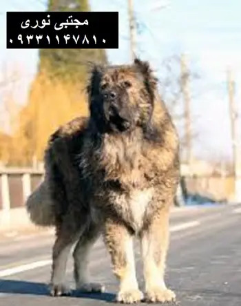 عکس سگ قفقازی خرسی