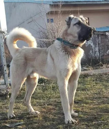 عکس سگ قفقازی سفید