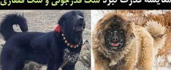 عکس سگ قفقازی و سرابی