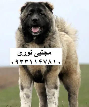 عکس سگ قفقازی و سرابی