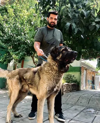 عکس سگ قفقازی و سرابی