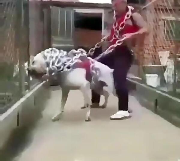 عکس سگ بزرگ غول پیکر