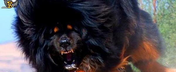 عکس سگ هاند غول پیکر
