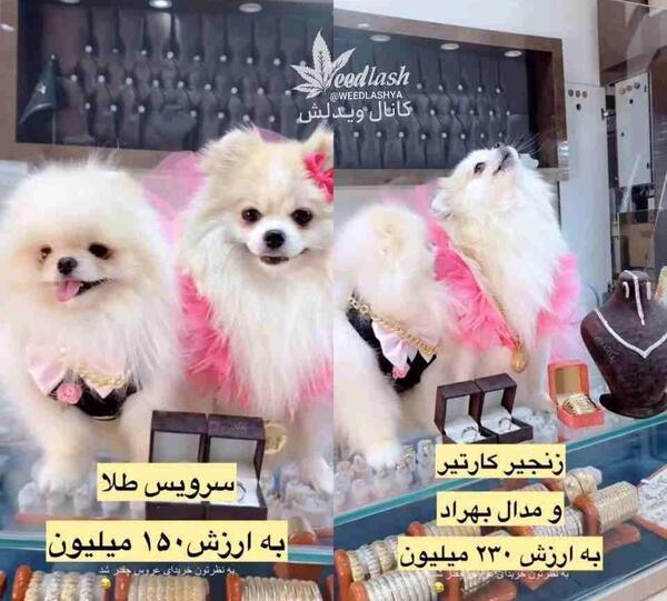 عکس سگ عروس مرده