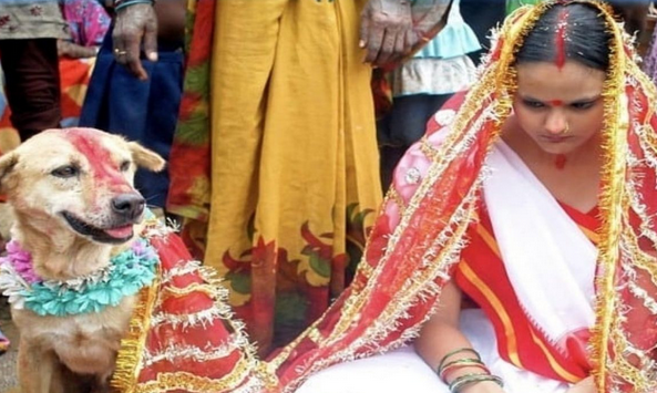 عکس سگ عروس مرده
