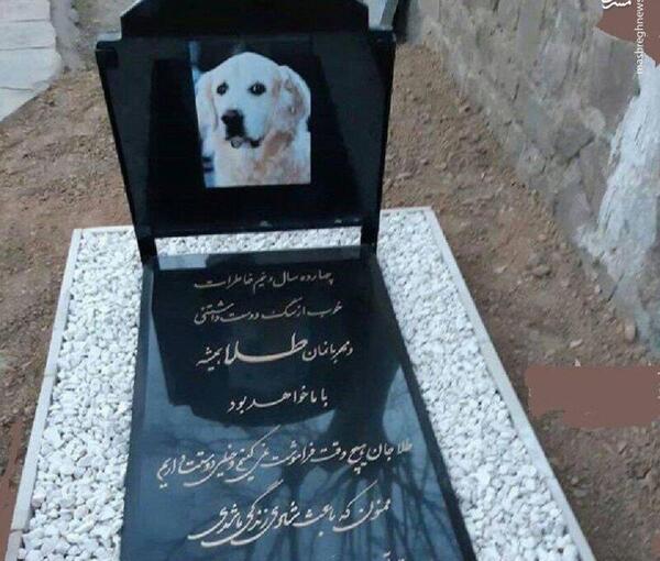 عکس سگ عروس مرده