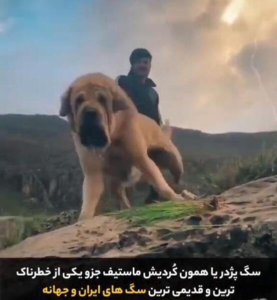 عکس سگ عراقی اصیل