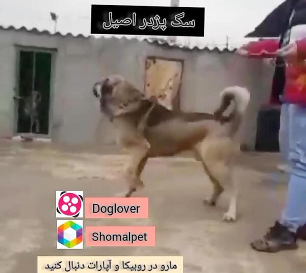 عکس سگ عراقی اصیل