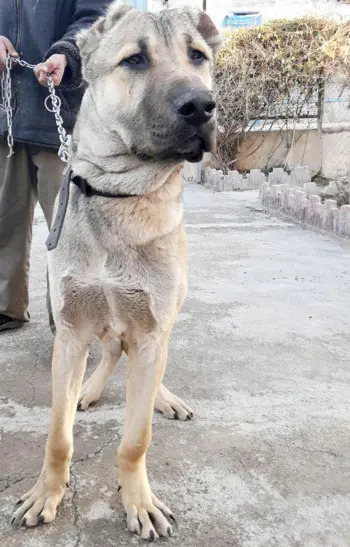 عکس سگ عراقی اصیل