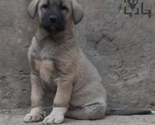 عکس سگ عراقی اصیل
