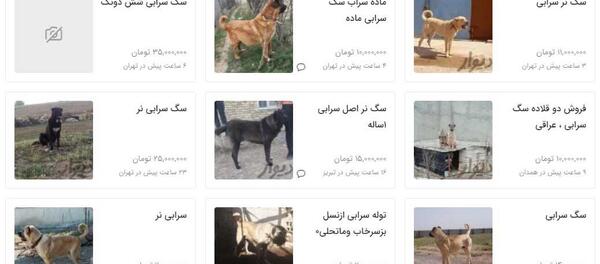 عکس سگ عراقی اصیل