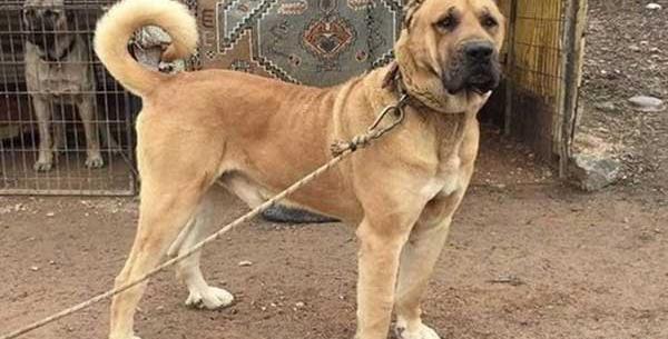 عکس سگ عراقی اصیل