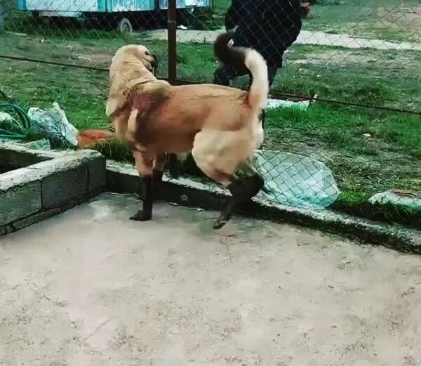 عکس سگ عراقی قصاب