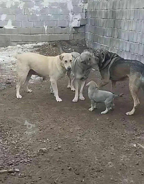 عکس سگ عراقی قصاب