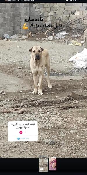 عکس سگ عراقی قصاب