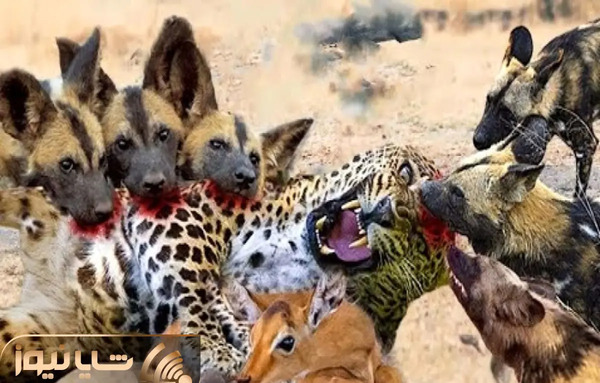عکس کریم سگ قاتل علی پلنگ