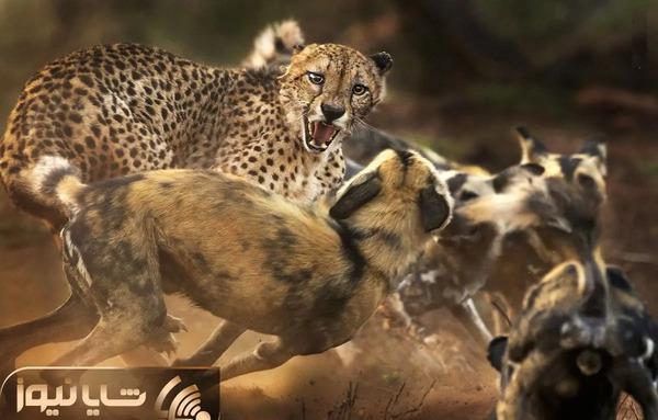 عکس کریم سگ قاتل علی پلنگ