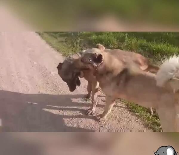 عکس علی پلنگ سگ باز
