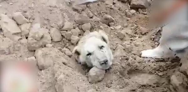 عکس علی پلنگ سگ باز