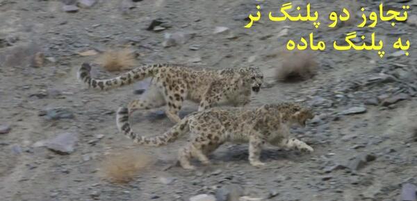 عکس علی پلنگ و سگ هایش