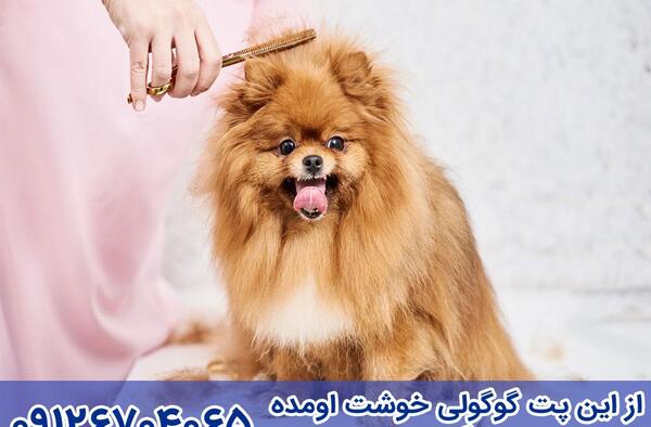 عکس ظرف دستشویی سگ
