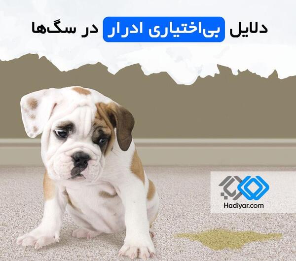 عکس ظرف دستشویی سگ