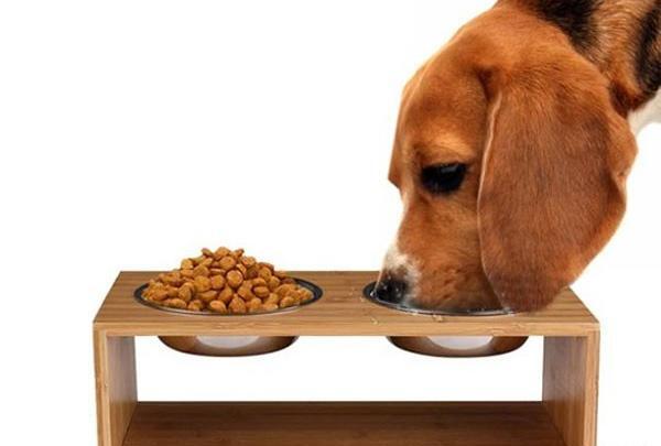 عکس ظرف غذا برای سگ