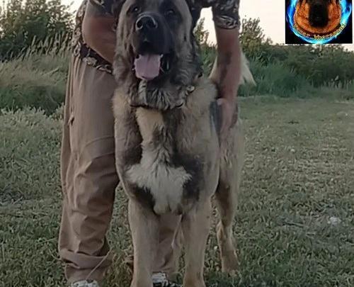 عکس سگ سرابی طوسی