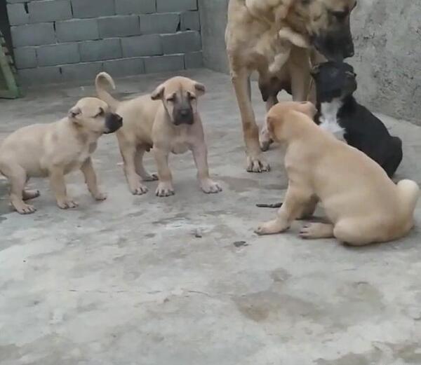 عکس سگ سرابی طوسی