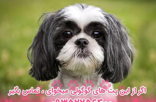 عکس سگ پاکوتاه طوسی