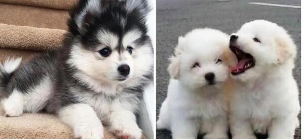 عکس سگ پشمالو طوسی