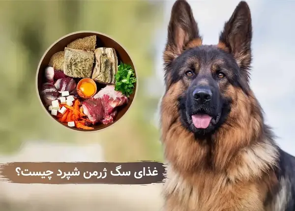 عکس توله سگ ژرمن سه ماهه
