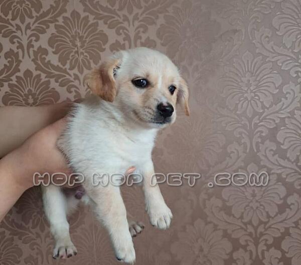 عکس توله سگ ژرمن سه ماهه