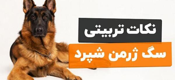 عکس توله سگ ژرمن سه ماهه