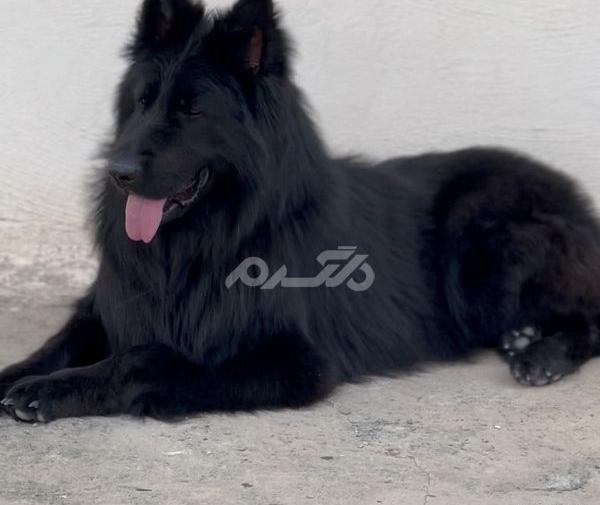 عکس سگ ژرمن طوسی