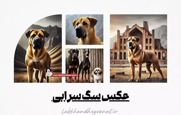 عکس تول سگ
