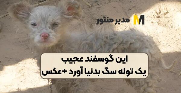 عکس تول سگ