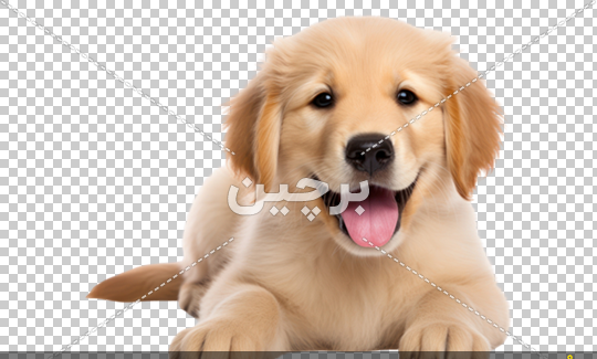 عکس تول سگ
